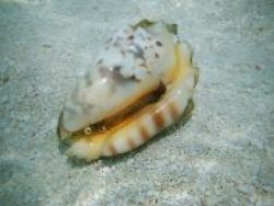Picture taken to the maldives (15days before disaster in ... by Riccardo De Renzis 